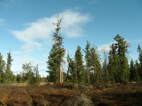 Фотографии Татьяны Немшановой. Северная тайга. Западная Сибирь, Приполярный Урал, Зауралье. Край болот и кедров. 