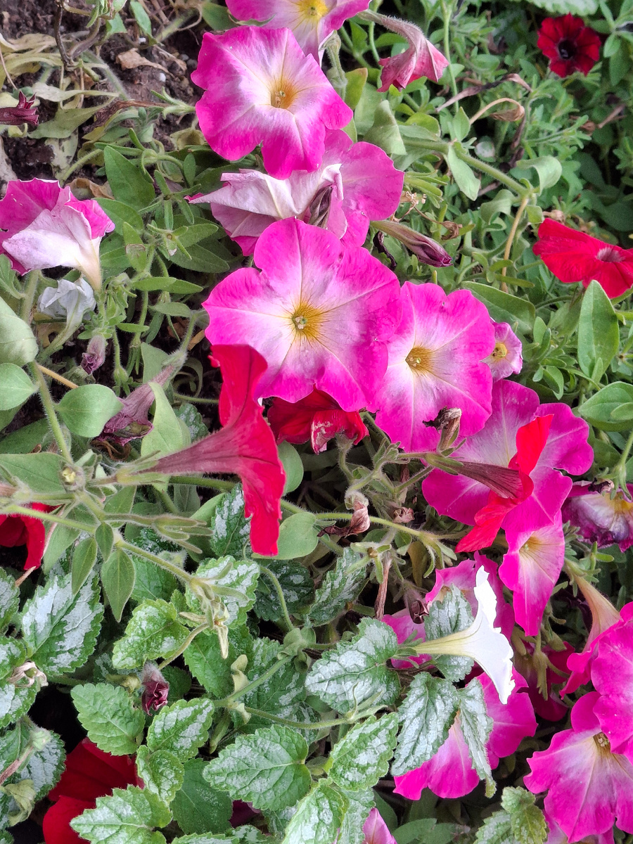 Фотография автора