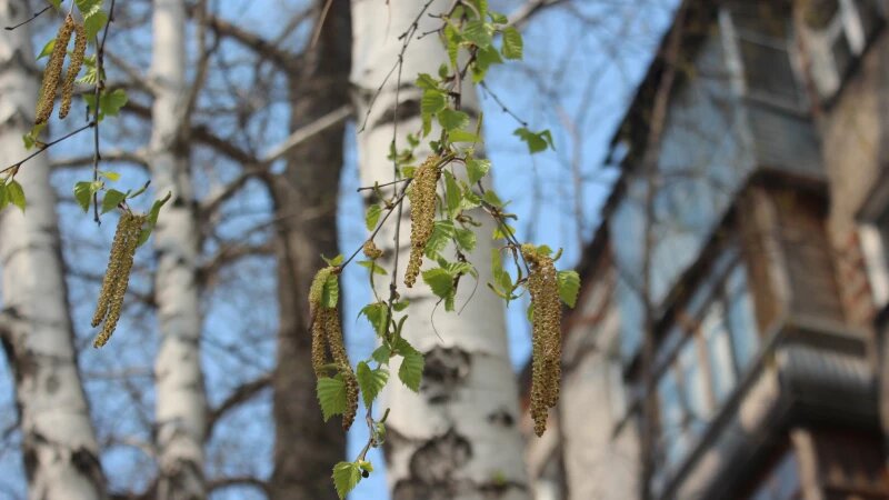     Май в Барнауле. Береза. Екатерина Карзова