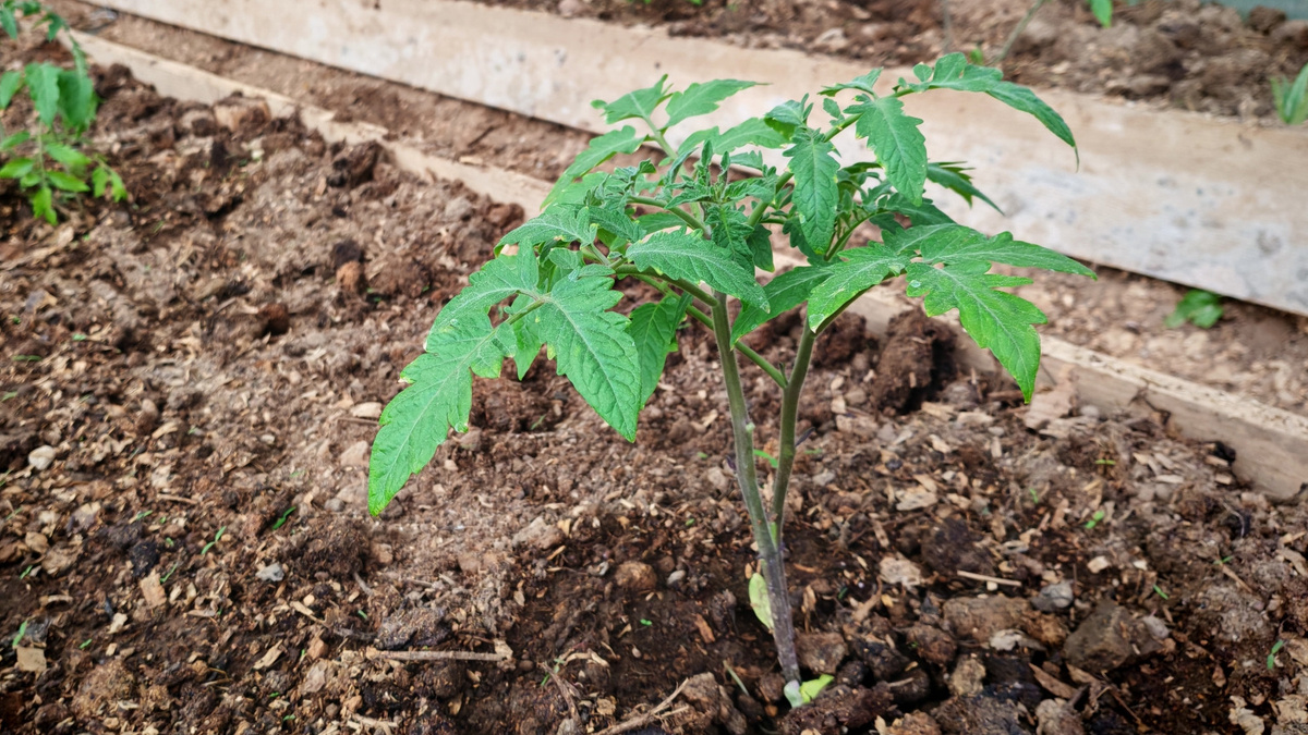 Первые всходы появляются при устойчивой температуре +12°C