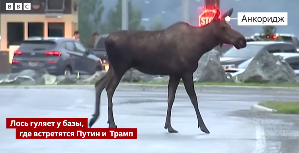 Лось на Аляске. Источник: t.me/MariaVladimirovnaZakharova Автор фото: Скриншот видео📷
