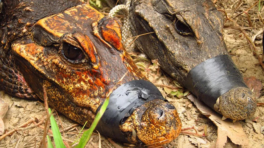     Фото: Wikipedia.org