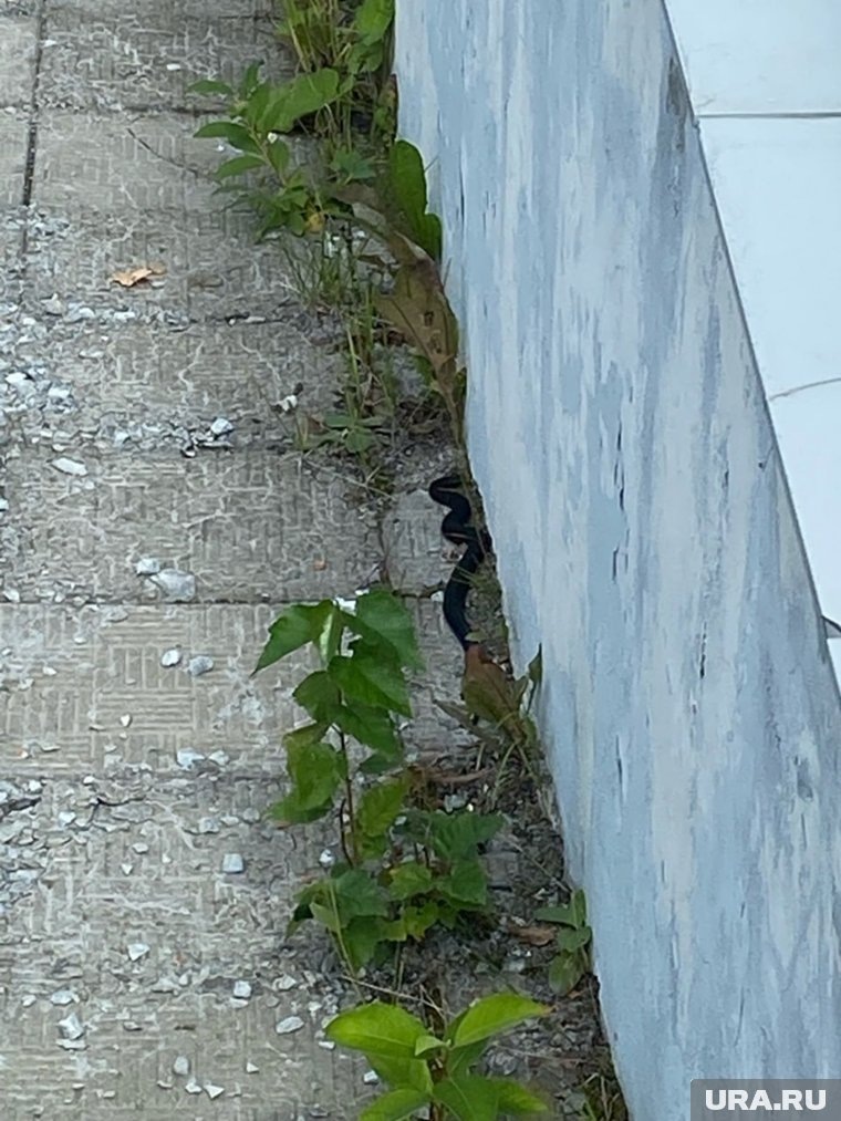 Что стало дальше со змеей, неизвестно. Фото: группа «Красноуральск» «ВКонтакте»