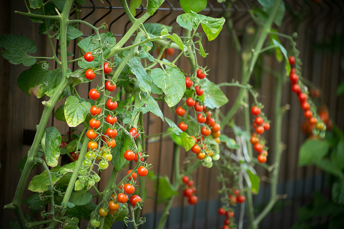Автор фото Елена Якимова / Greenfingers