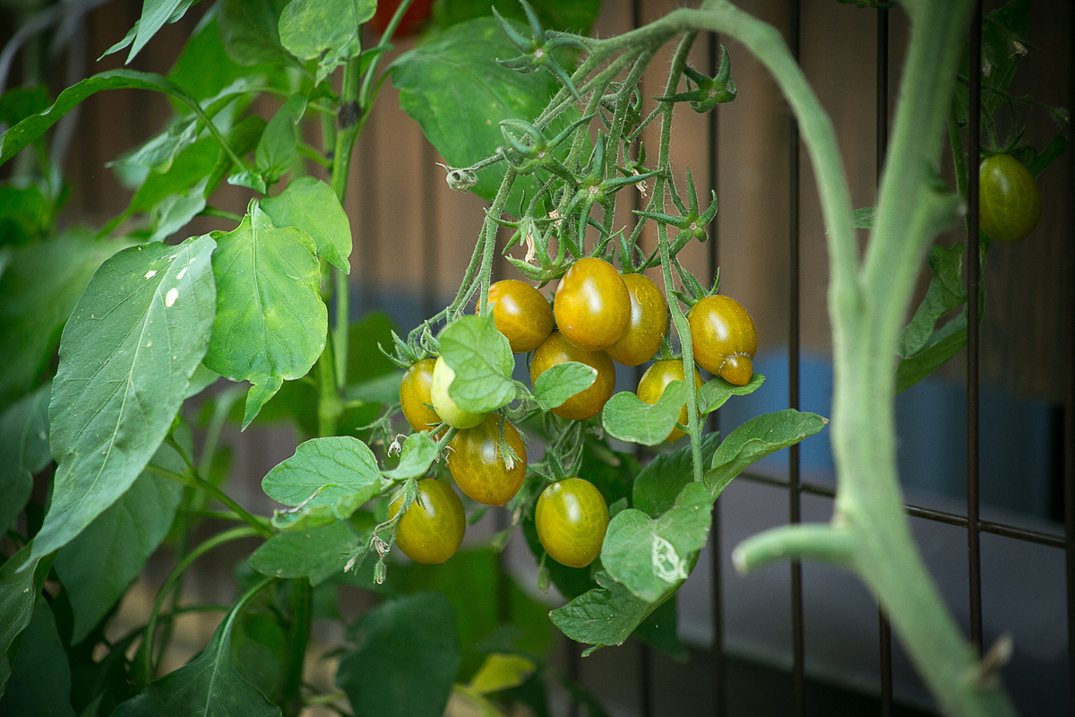 Автор фото Елена Якимова / Greenfingers
