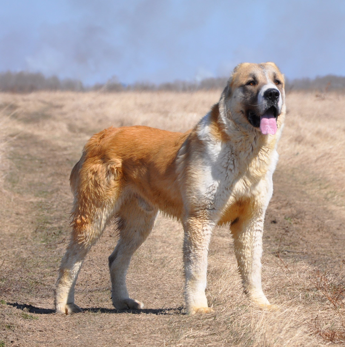 Среднеазиатская овчарка (Алабай). Фото из сети Интернет