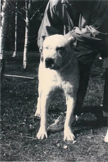 Среднеазиатская овчарка (Алабай). Фото из сети Интернет