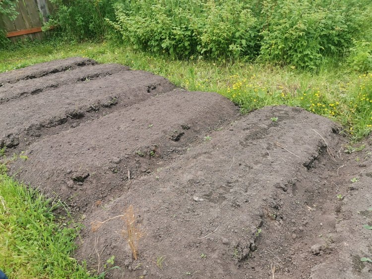    Фото: Лукьянов Дмитрий, AgroXXI.ru