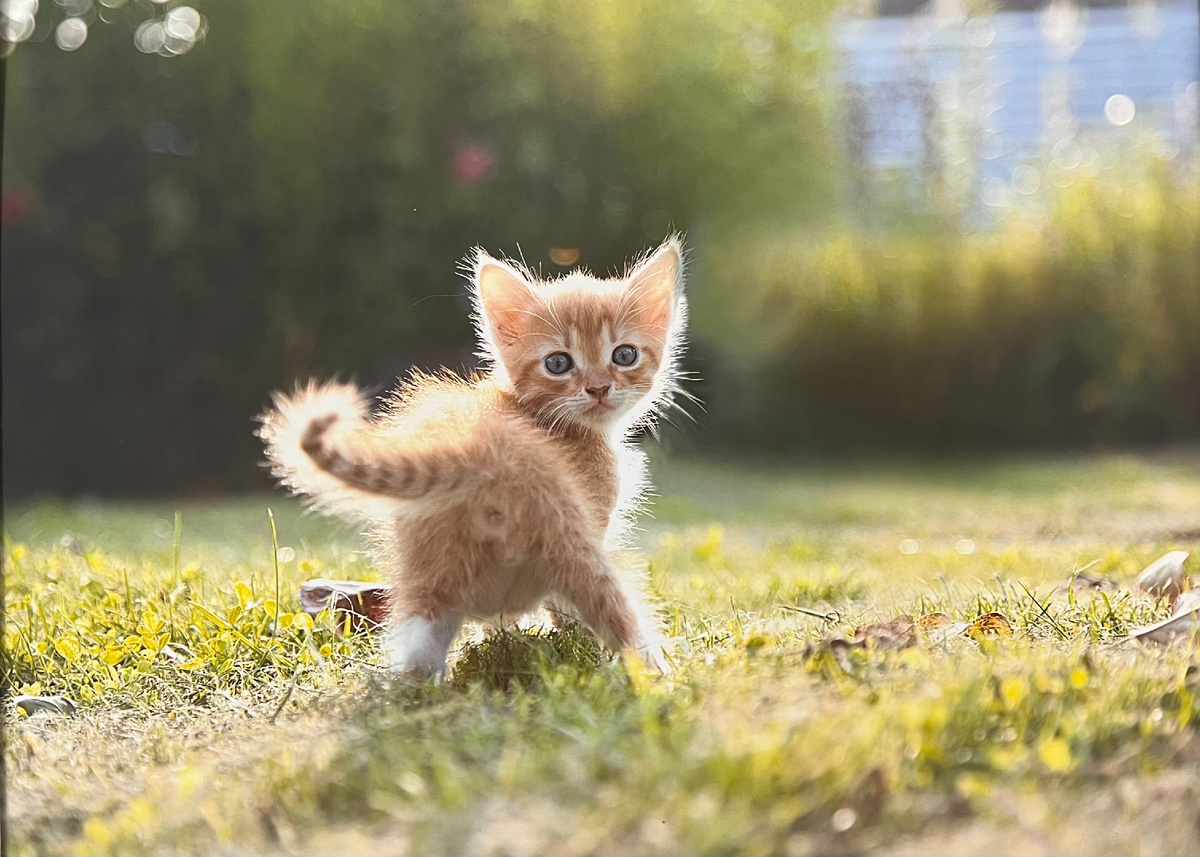 Ах ты, Рыжик! Овсянин Александр. Подмосковье
