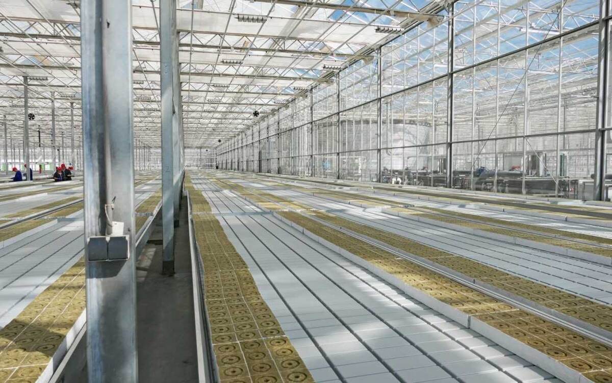    ГК «Династия» запустила в Бобровском районе тепличный комплекс по выращиванию огурцов Фото: министерство сельского хозяйства Воронежской области