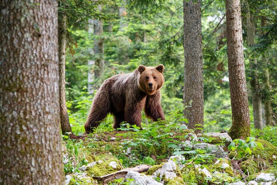    Shutterstock/FOTODOM