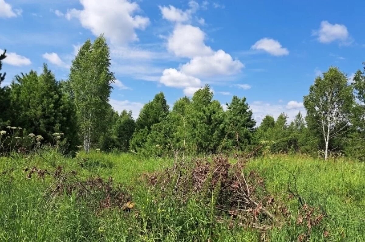    Почти 24 гектаров земель в Кузбассе начали деградировать из-за арендатора