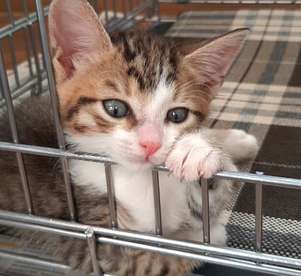 Двух крошечных котят выпустили из машины прямо на проезжей части.