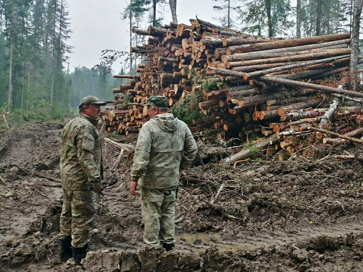     Многие муниципальные округа Красноярского края вдоль Ангары и Среднего Енисея живут заготовкой и распилкой богатств сибирской тайги. Однако, как и во всех отраслях, здесь существует дефицит кадров, готовых работать руками за не слишком большую плату