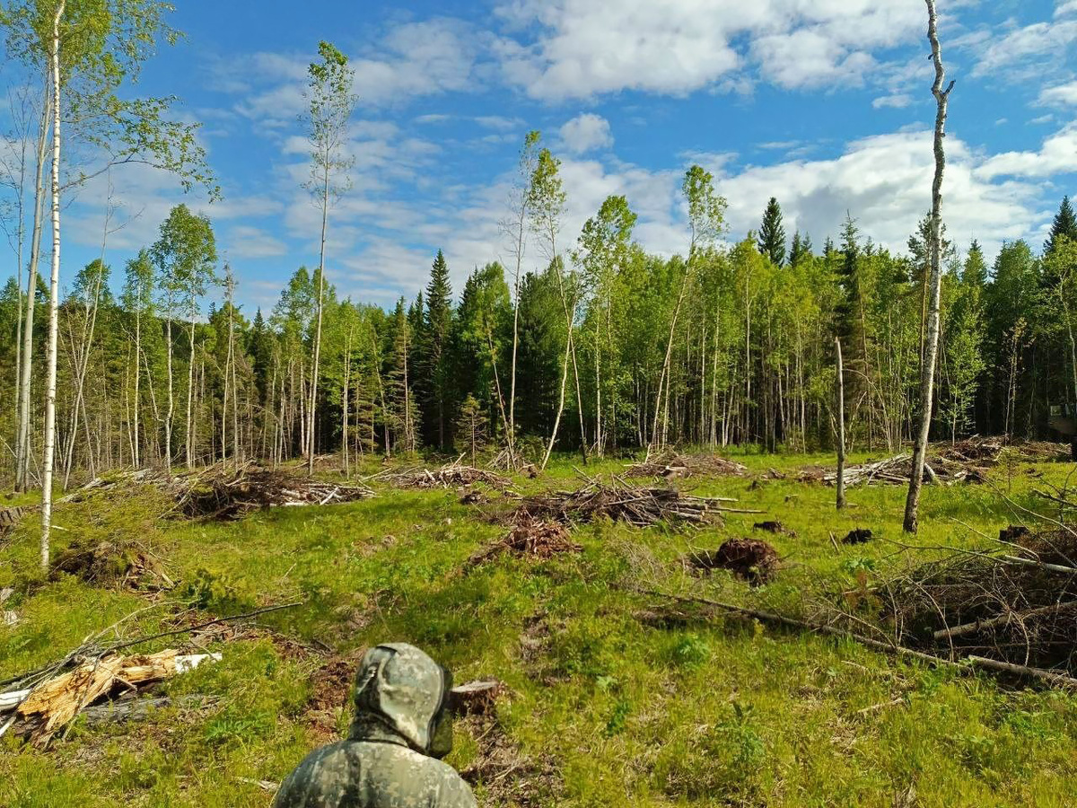     Лесосеки и лесопилки постепенно забираются все дальше и дальше вглубь тайги. И в таких условиях местные на них работать не торопятся. Ситуацию выправляют трудовые мигранты