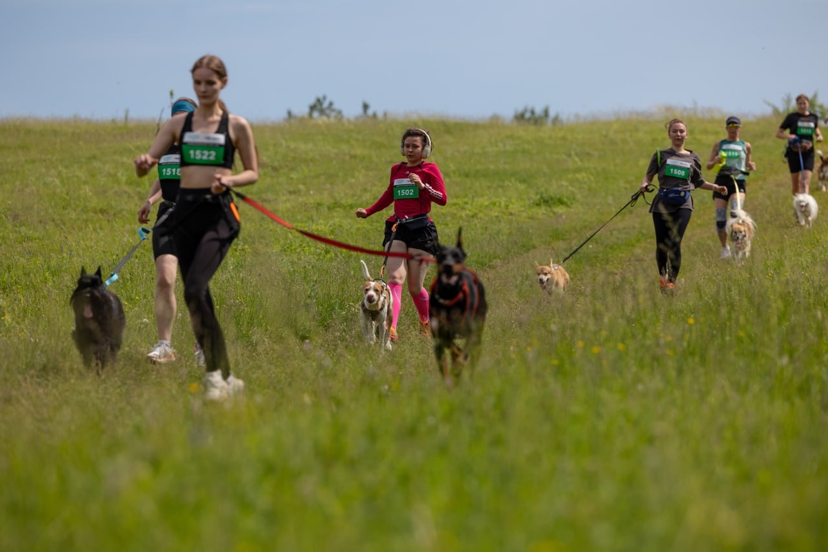 Источник: Telegram-канал «Дог-френдли Татарстан»