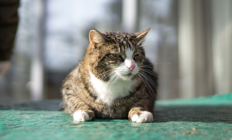 Фото: Александр Плонский / «ВиЖ»
