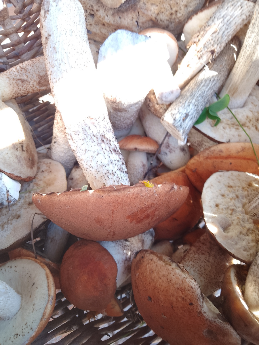 О, бог грибочки послал😋