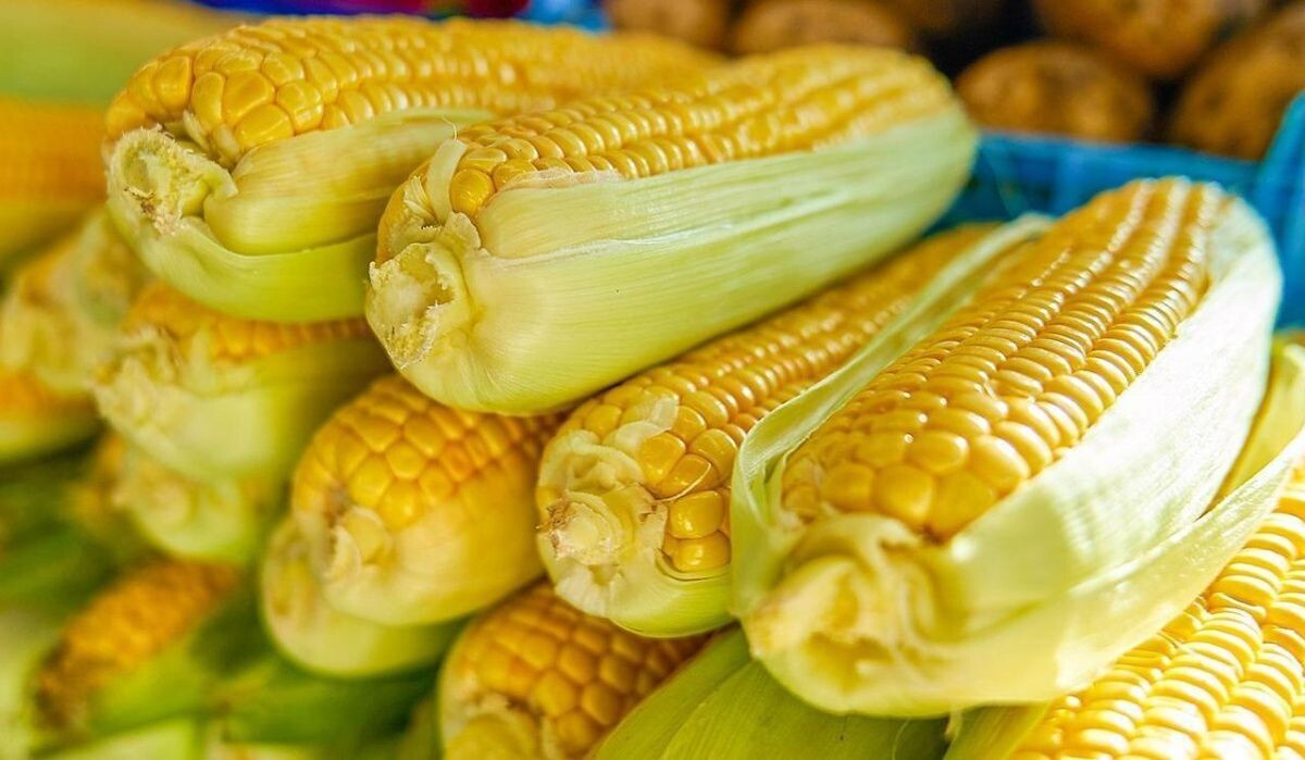     Кукуруза. Источник: mos.ru Автор фото: Пресс-служба Мэра и Правительства Москвы