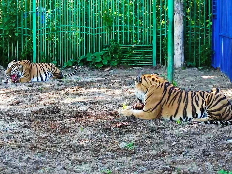     Фото - ОТРК «Югра»