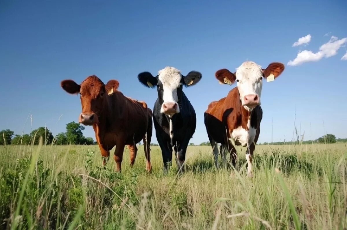    Предприятия нижегородского АПК получат 394 млн рублей субсидий