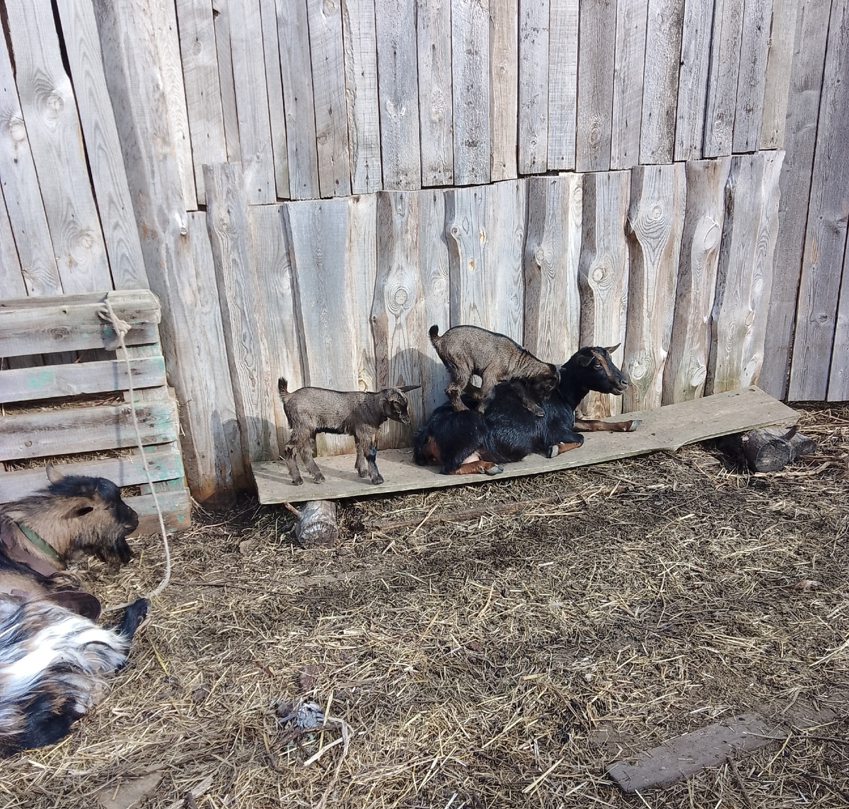 Семейка счастливая