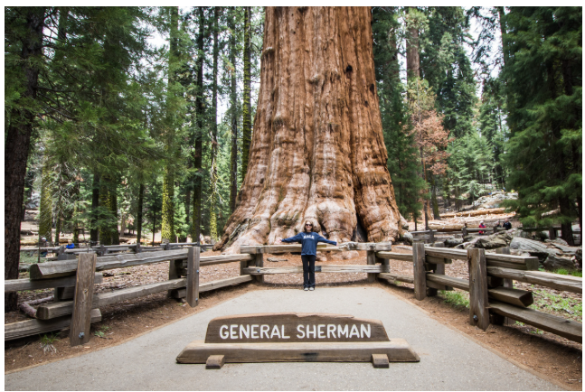 Дерево Генерала Шермана расположено в национальном парке Секвойя в Калифорнии — в месте, которое хочется посетить хотя бы раз в жизни.