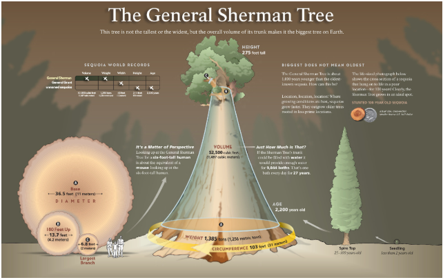 Да-да, это не опечатка — почти полторы тысячи тонн древесины, коры и сучьев. И всё это стоит себе спокойно уже больше двух тысяч лет на одном месте.