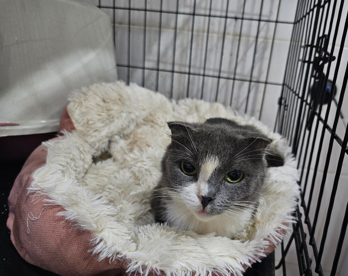 Фото автора. Аннушка заболела ФИПом.