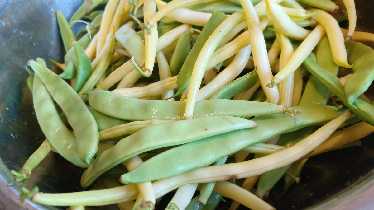 фото автора: стручковая фасоль