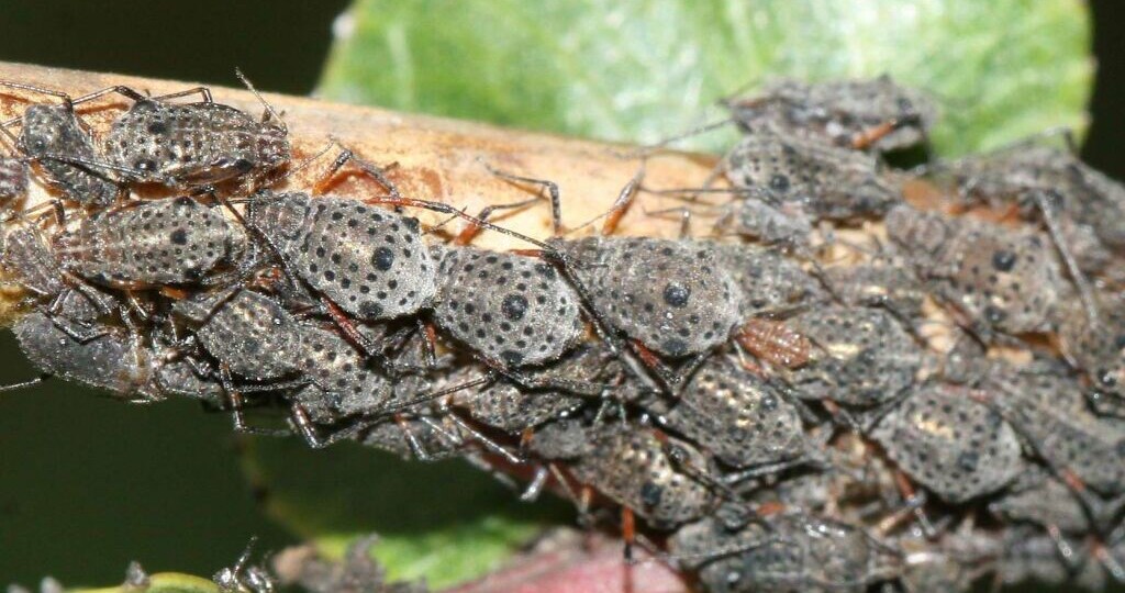 Забудьте о химии: как защитить деревья от тли и муравьёв натуральным способом