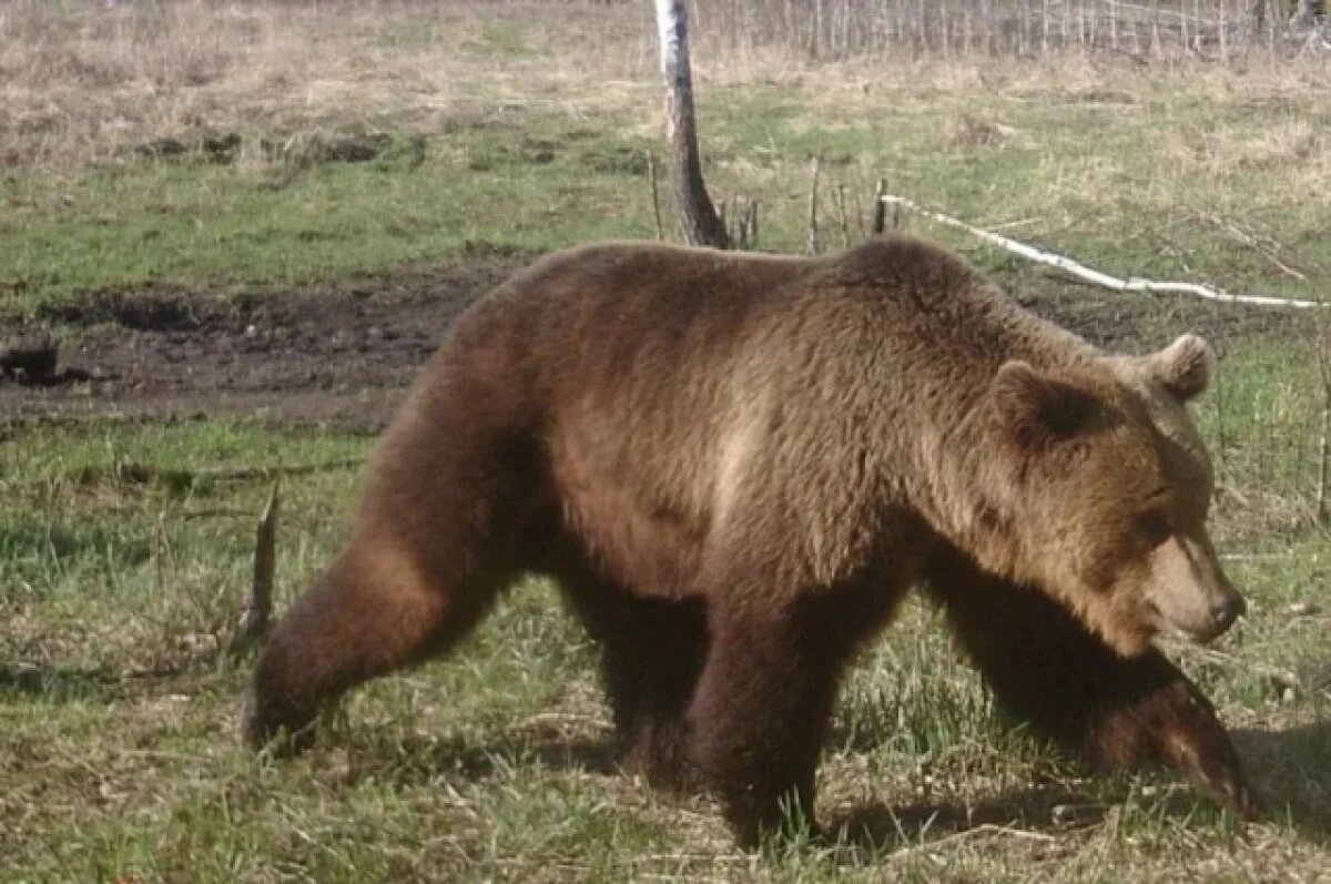    Хулиганские действия бурого медведя Омской области попали на фотоловушку