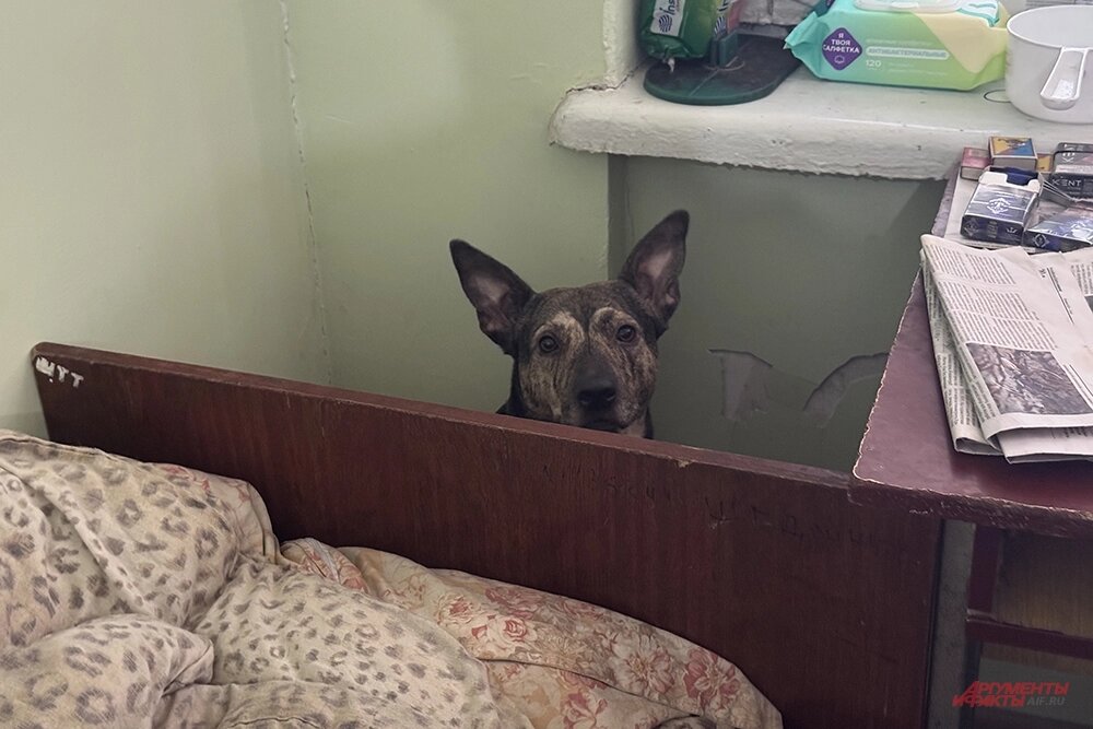    С ними собака Найк, который до сих пор прячется от каждого громкого звука. Фото: АиФ/ Дмитрий Григорьев