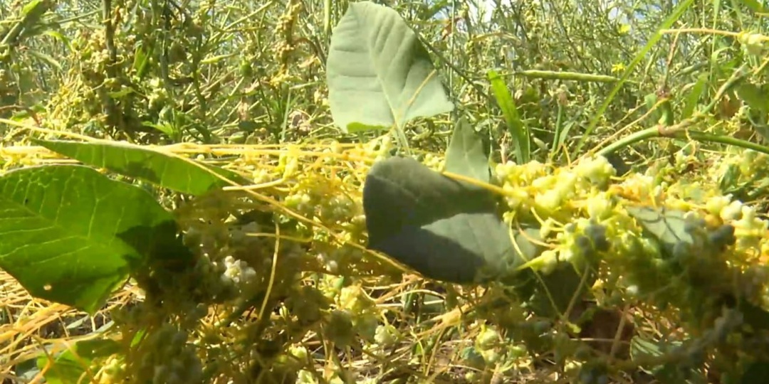 В Орловской области сотрудник Россельхознадзора хотел улучшить показатели и попал под уголовное дело