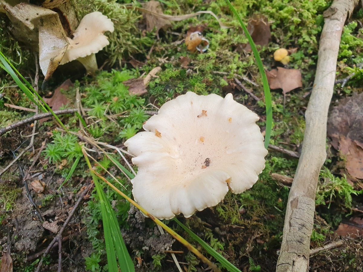 Лисичка белая (Cantharellus pallens)