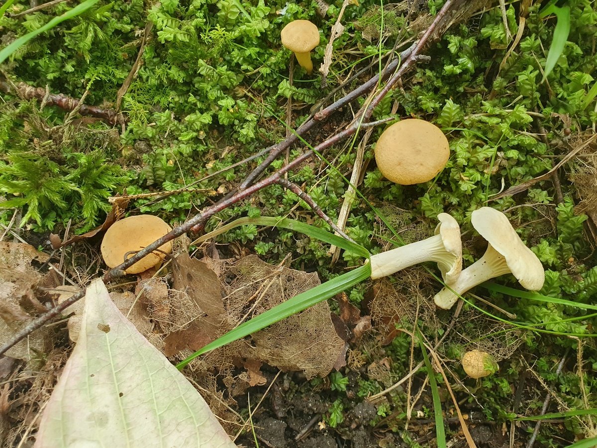 Лисичка белая (Cantharellus pallens) рядом с рыжими сестрицами Лисичками обыкновенными (Cantharellus cibarius)