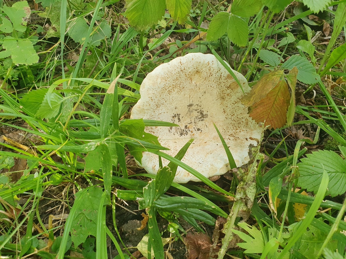 Скрипица (Lactarius vellereus)