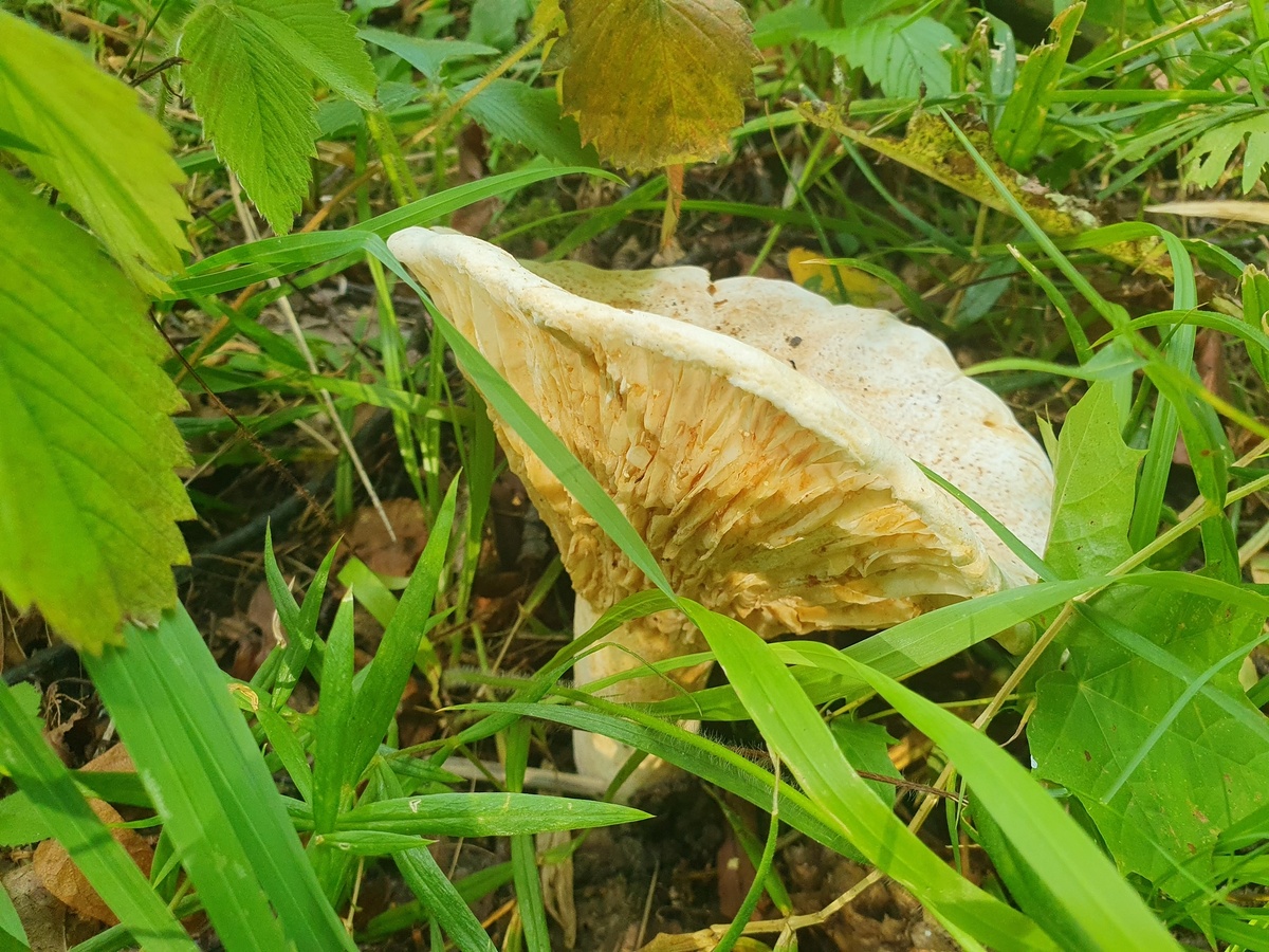 Скрипица (Lactarius vellereus)