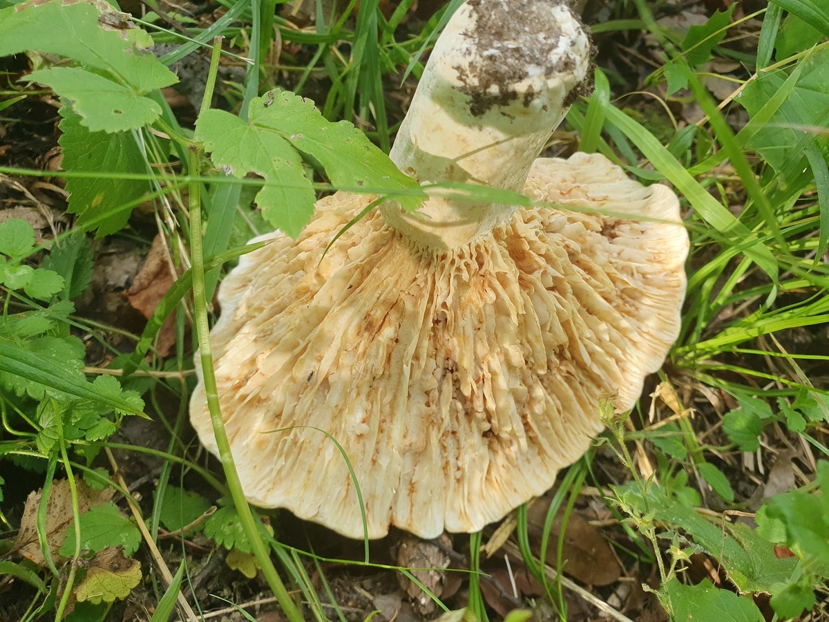Скрипица (Lactarius vellereus)