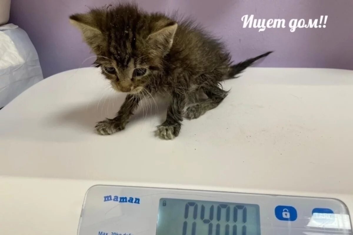    В Петербурге спасли котёнка, застрявшего в люке у Английского моста