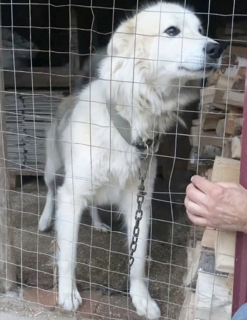 Очень красивый белоснежной пёс 