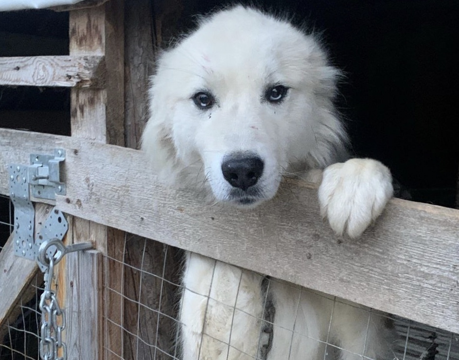 чудесный пес по имени Космос срочно ищет дом!