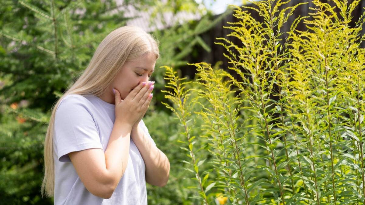    Пыльца амброзии в этом году потревожила страдающих аллергией раньше обычного / Фото: Shutterstock