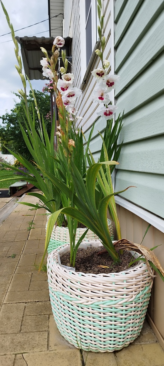 Хорошо видно сильно поврежденные листья в первом кашпо(((. Была попытка зацвести у одной луковицы, но силёнок не хватило и цветы засохли. Кажется, они были белыми((( Ну что тут можно было сделать?