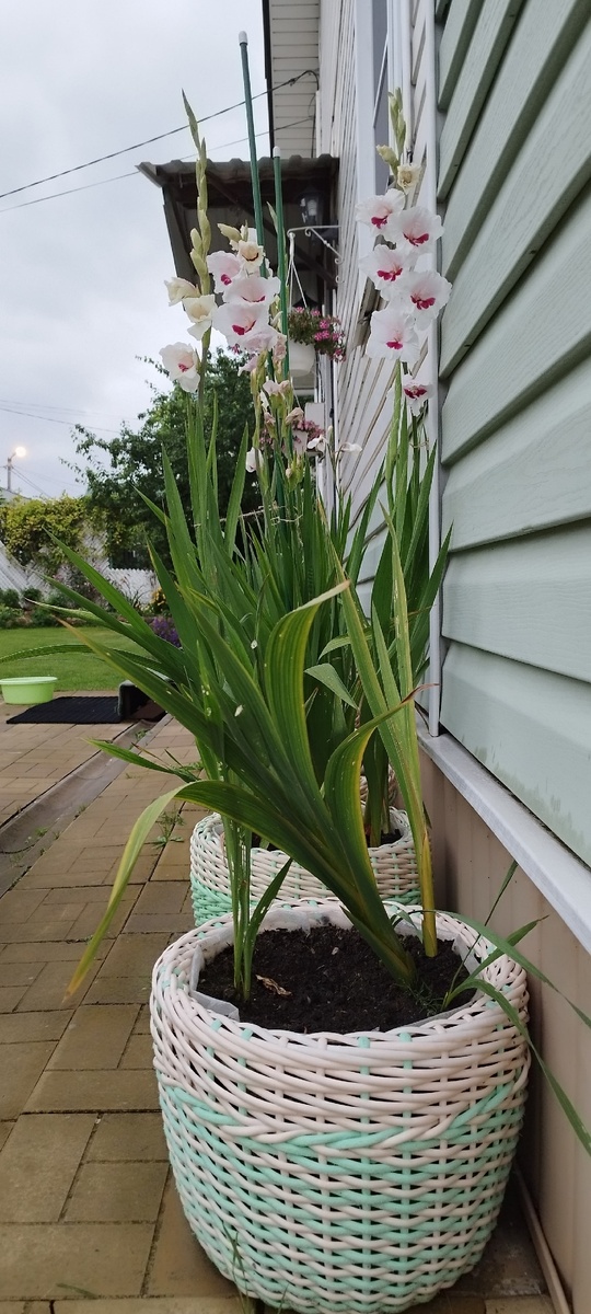 Обработала, почистила, поставила опоры, в нужных местах, чтобы не сломалось ветром то что осталось. 