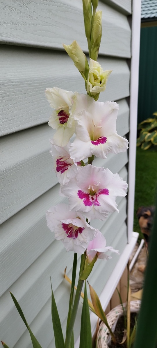 Вот они, сильные и верные!))))