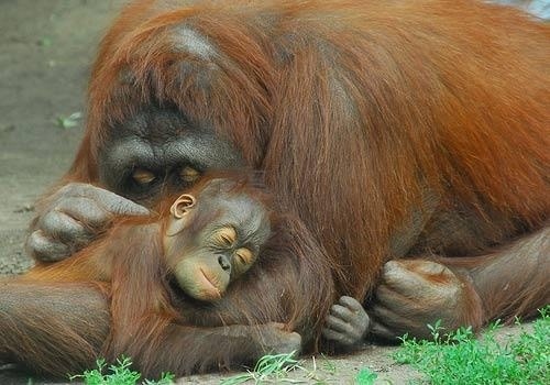 Сложно вступить в опыт материнства, не имея положительных переживаний в детстве.