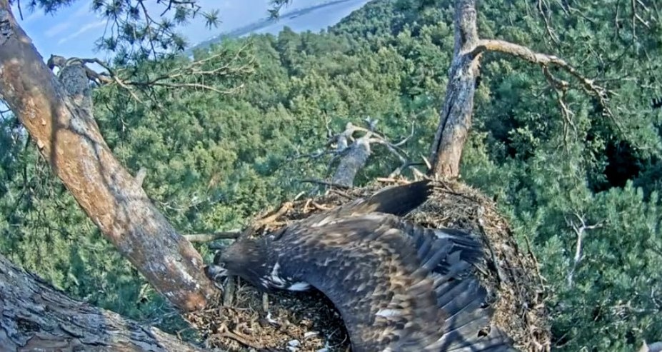 Сардай 3-го августа