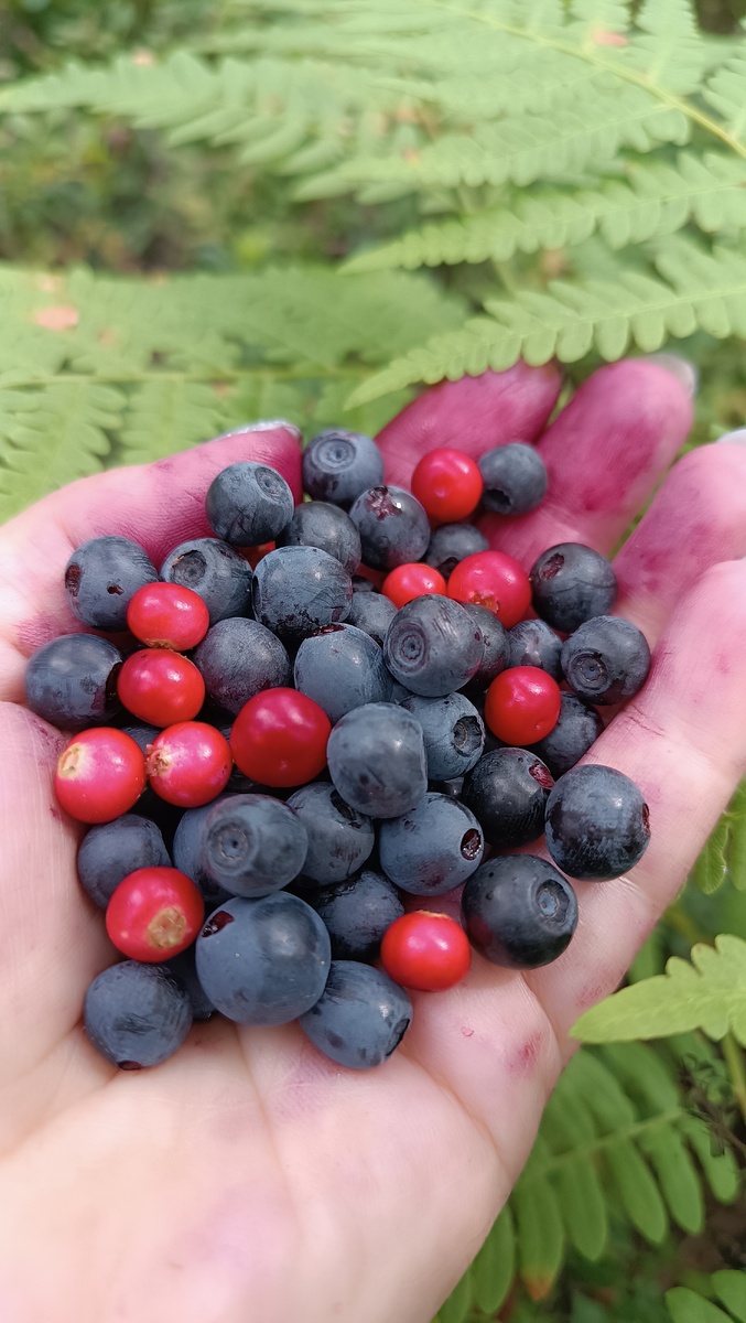 Фото 15.08.2025 г. Витаминки в ладошке. 