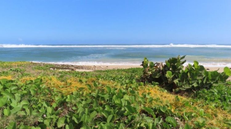    Методы борьбы с паразитической повиликой — обзор перспектив